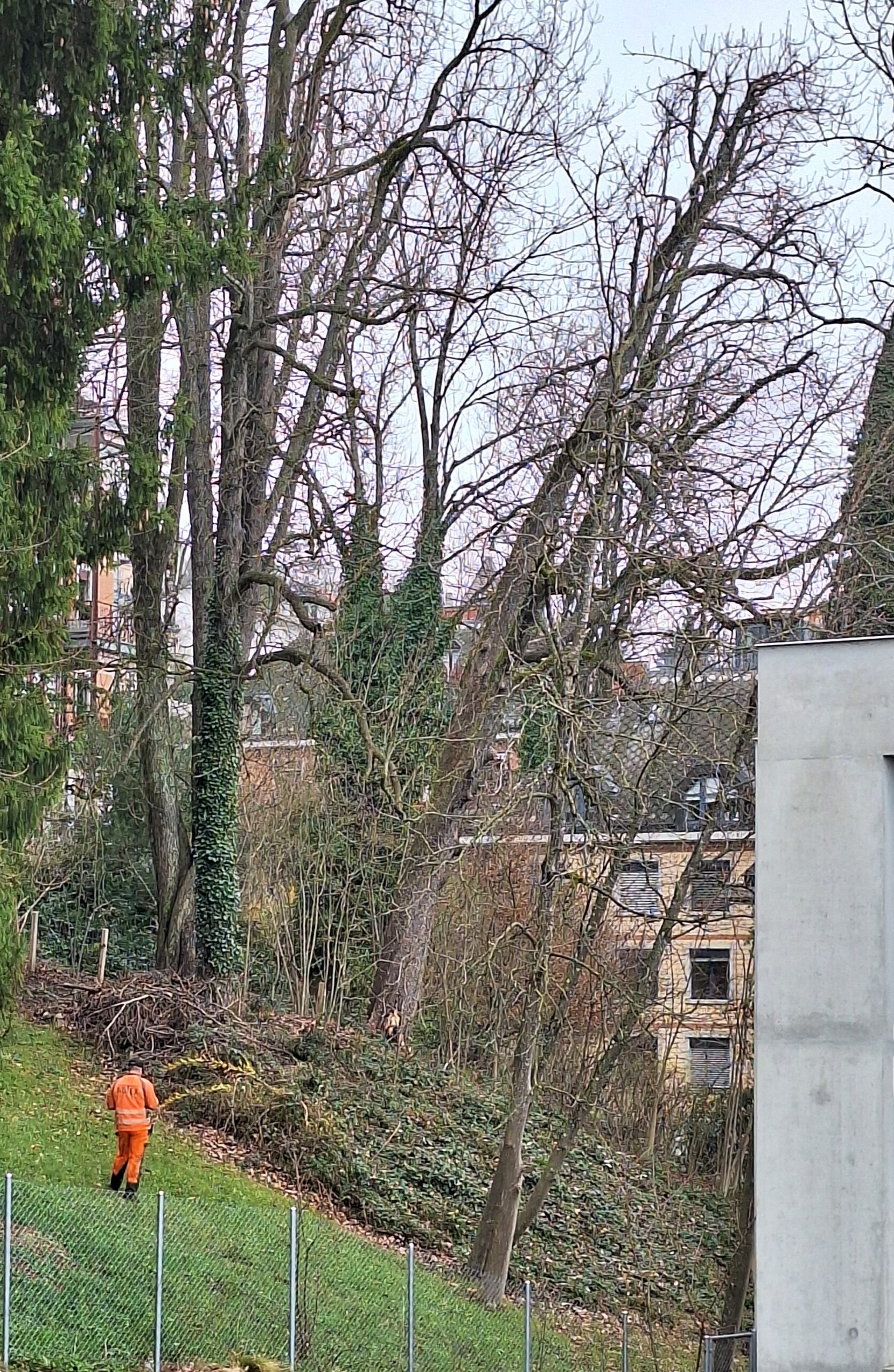 Helikoptereinsatz Bei Baumf Llarbeiten Ghg Rosenberg